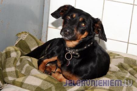 Novēro suni, kas sakodis bērnu