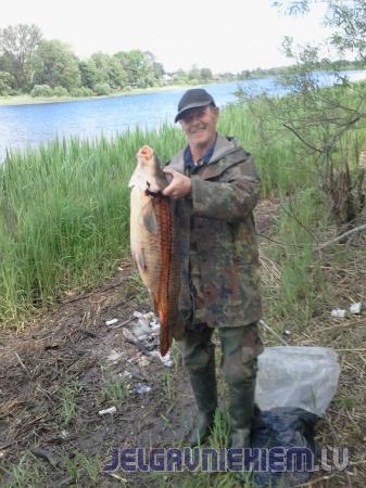 Lielupē noķerta 9,2 kg smaga karpa